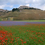 La Fioritura dell'Altopiano di Castelluccio La Fioritura dell'Altopiano di Castelluccio